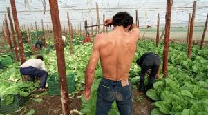 inernaderos trabajo duro