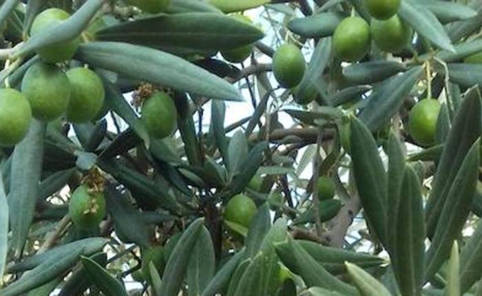 Campaña de la aceituna 2017-2018. Conoce tus derechos.