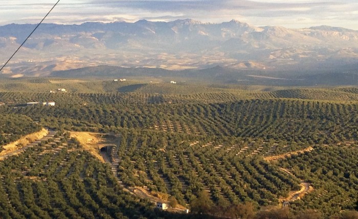 Campaña de la aceituna 2018/19. Conoce tus&nbsp;derechos.